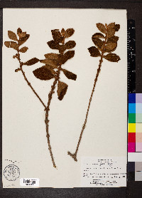 Clidemia rubra image