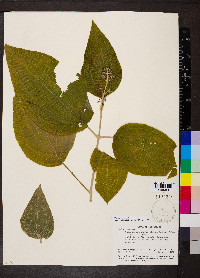 Miconia subcrustulata image