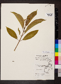 Miconia subhirsuta image