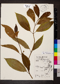 Miconia subhirsuta image