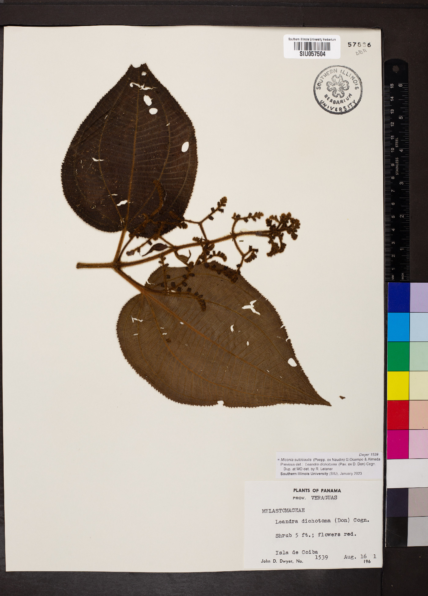 Miconia sulcicaulis image