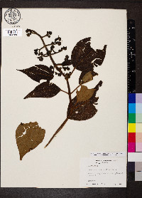 Miconia sulcicaulis image