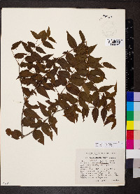 Mouriri myrtilloides subsp. parvifolia image