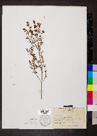 Rhexia lutea image