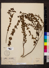 Rhexia petiolata image