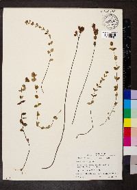 Rhexia petiolata image