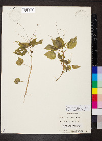 Circaea alpina subsp. alpina image
