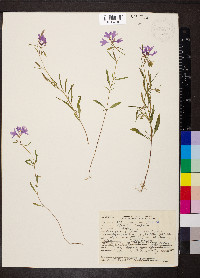 Clarkia pulchella image