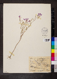 Clarkia pulchella image