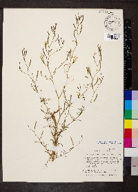 Epilobium brachycarpum image