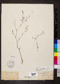 Epilobium brachycarpum image