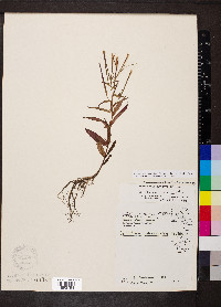 Epilobium ciliatum subsp. glandulosum image