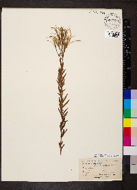 Epilobium densum image