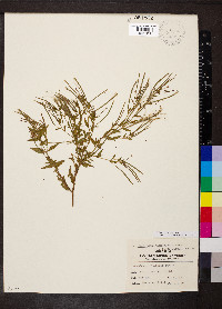 Epilobium halleanum image