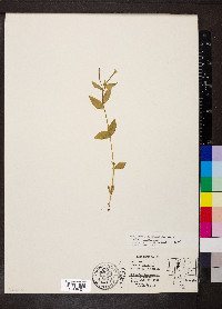 Epilobium hornemannii image