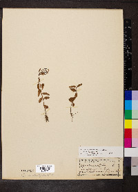 Epilobium hornemannii image