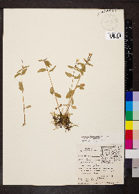 Epilobium hornemannii subsp. hornemannii image