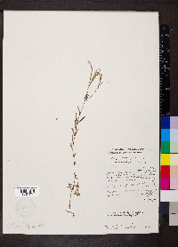 Epilobium palustre image