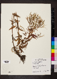 Epilobium palustre image