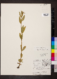 Epilobium saximontanum image