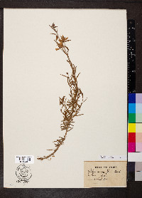 Epilobium dodonaei image