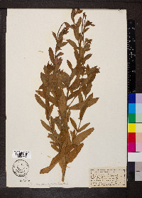 Epilobium hirsutum image