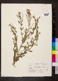 Epilobium hirsutum image