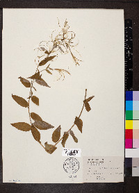 Epilobium montanum image