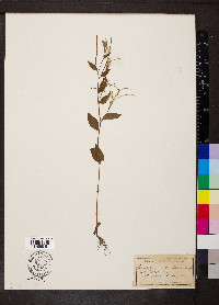 Epilobium montanum image