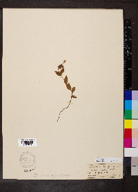 Epilobium palustre image