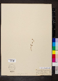 Epilobium palustre image