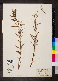 Epilobium palustre image