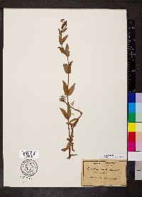 Epilobium parviflorum image