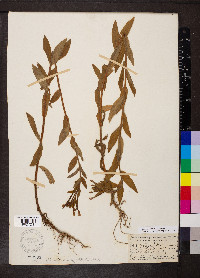 Epilobium parviflorum image