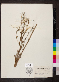 Epilobium parviflorum image