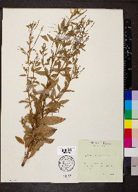 Epilobium roseum image