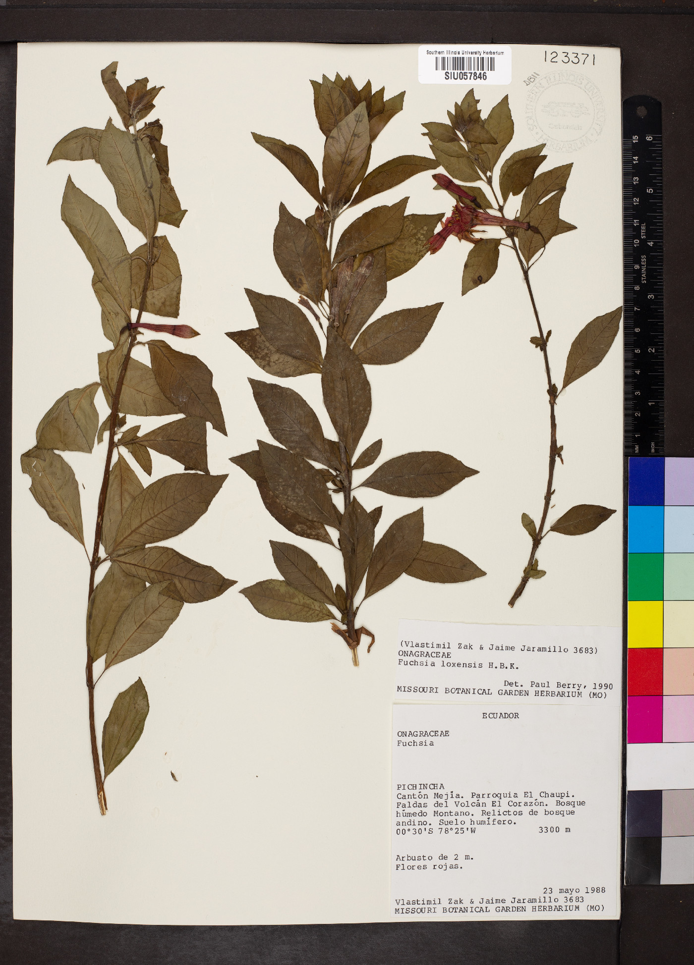 Fuchsia loxensis image
