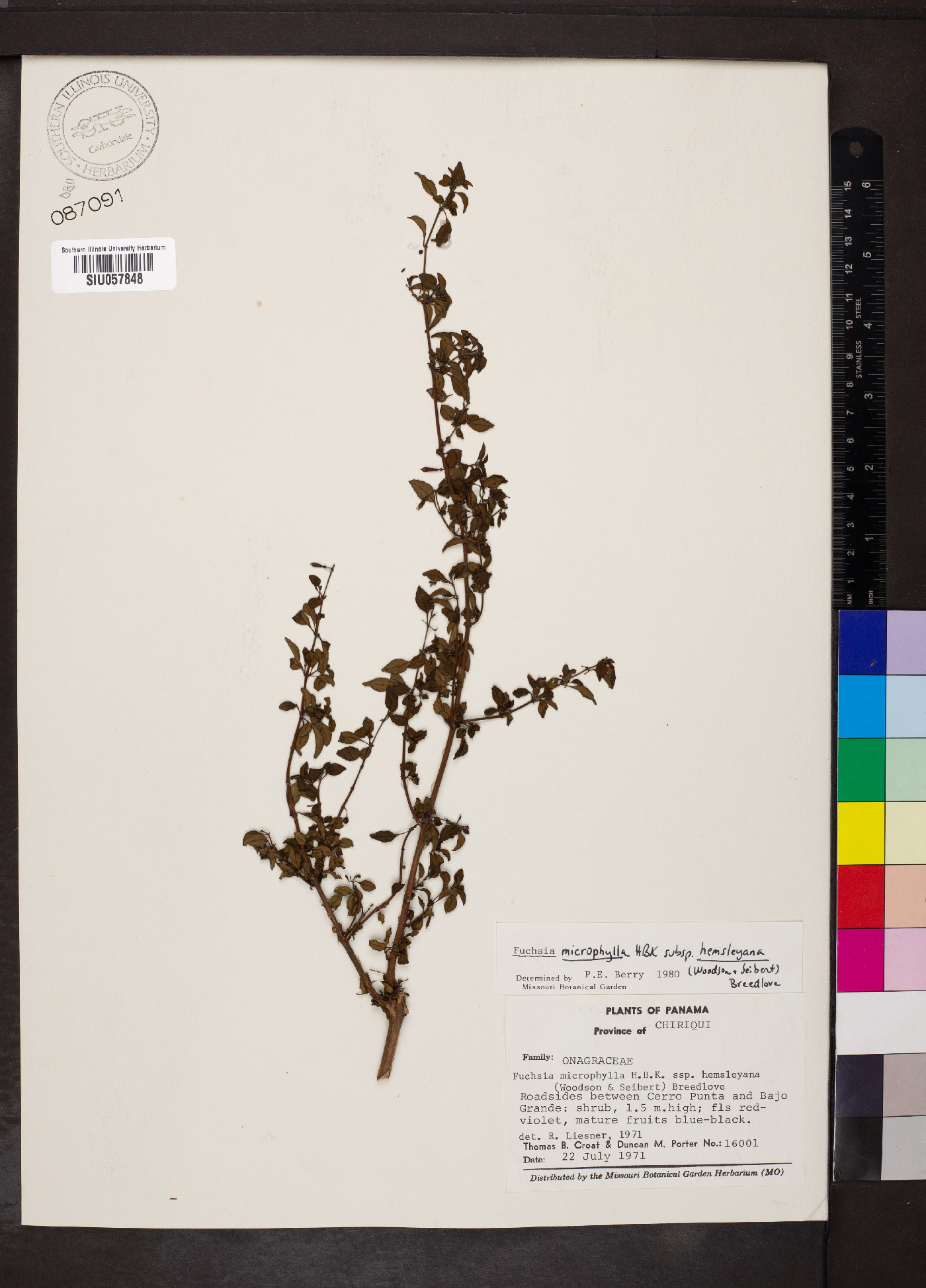 Fuchsia microphylla subsp. hemsleyana image