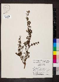 Fuchsia microphylla subsp. hemsleyana image