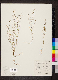 Gayophytum diffusum subsp. parviflorum image