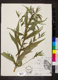 Ludwigia decurrens image
