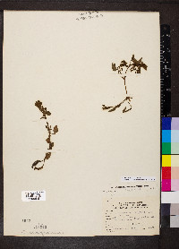 Ludwigia decurrens image