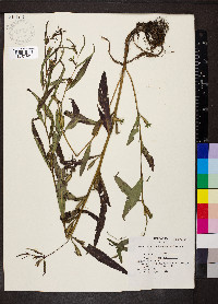 Ludwigia decurrens image