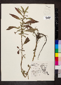 Ludwigia leptocarpa image