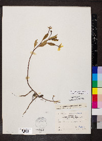 Ludwigia peploides subsp. glabrescens image