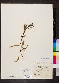 Ludwigia peploides image