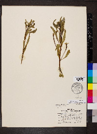 Ludwigia peploides image