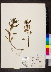 Ludwigia peploides image
