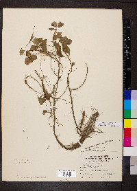 Ludwigia peploides subsp. glabrescens image