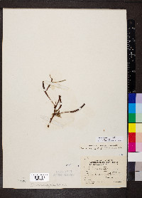 Ludwigia peploides subsp. glabrescens image